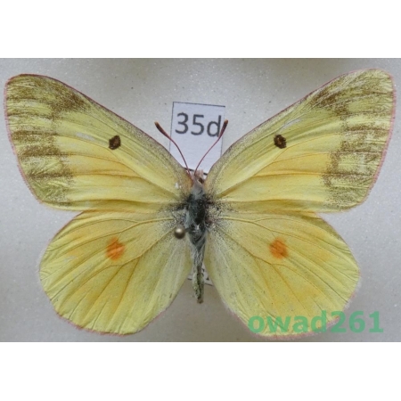 Colias christina W.H. Edwards, 1863 female Canada35d